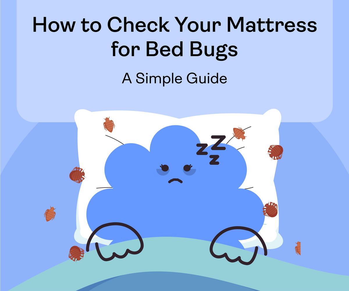 How to Check Your Mattress for Bed Bugs